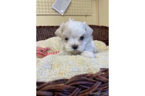 成約済の愛知県のマルチーズ-245092の6枚目