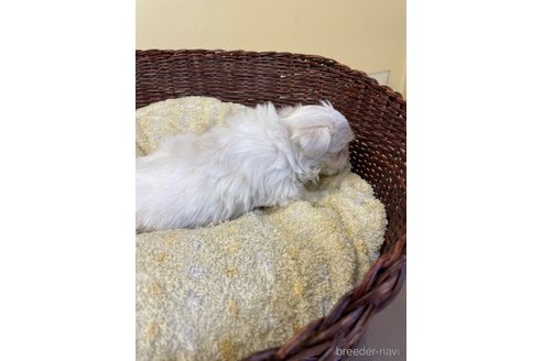 成約済の愛知県のマルチーズ-245092の7枚目