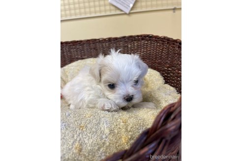 成約済の愛知県のマルチーズ-245092