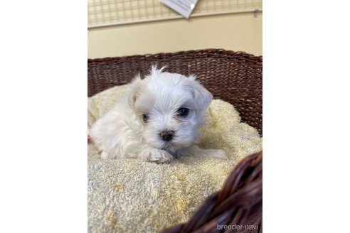 成約済の愛知県のマルチーズ-245092の8枚目