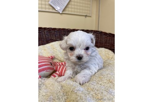 成約済の愛知県のマルチーズ-245094の3枚目