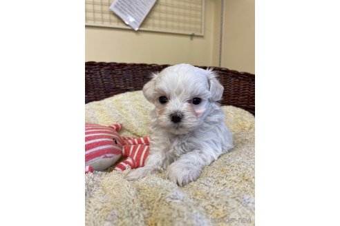 成約済の愛知県のマルチーズ-245094