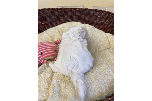 成約済の愛知県のマルチーズ-245094の4枚目