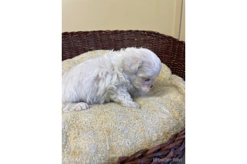 成約済の愛知県のマルチーズ-245094の5枚目