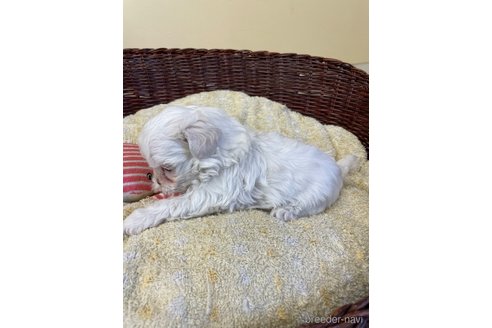 成約済の愛知県のマルチーズ-245094の2枚目