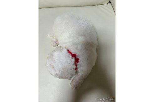 成約済の滋賀県のビションフリーゼ-242671の9枚目