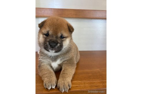 成約済の茨城県の豆柴-245098の1枚目