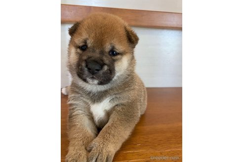 茨城県の豆柴｜男の子・2023/05/13生まれ・赤色（子犬ID：245098）｜ブリーダーナビ