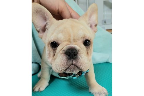 販売中の栃木県のフレンチブルドッグ-243026