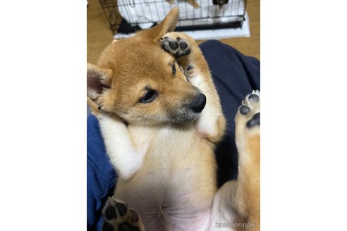 成約済の東京都の豆柴-234301の32枚目