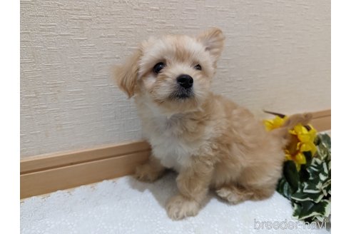 成約済の広島県のチワプー:チワワ×トイプードル-235993の17枚目