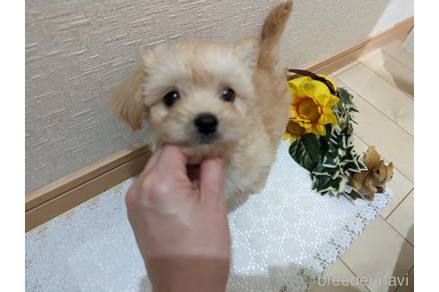 成約済の広島県のチワプー:チワワ×トイプードル-235993の18枚目