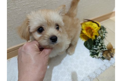 成約済の広島県のチワプー:チワワ×トイプードル-235993の15枚目