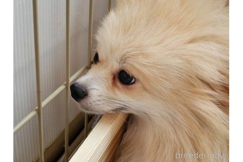 ののポメラニアン-