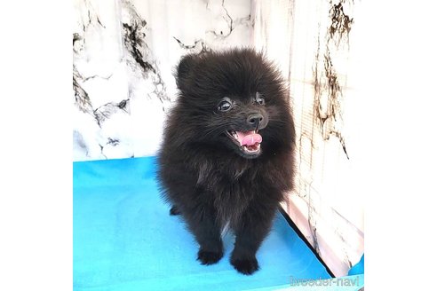 成約済の茨城県のポメラニアン-239646の19枚目