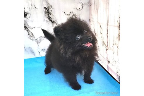 成約済の茨城県のポメラニアン-239646の16枚目