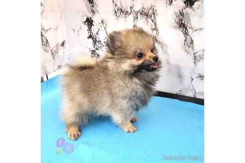 成約済の茨城県のポメラニアン-239643の46枚目