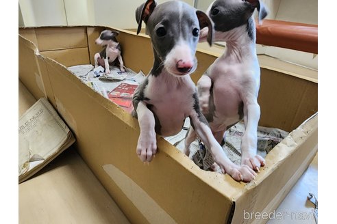 成約済の愛知県のイタリアングレーハウンド(イタグレ)-245138の5枚目