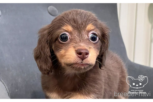 成約済の愛知県のミニチュアダックスフンド(ロングヘアード)-245071の12枚目