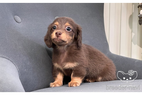 成約済の愛知県のミニチュアダックスフンド(ロングヘアード)-245071の11枚目