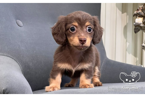 成約済の愛知県のミニチュアダックスフンド(ロングヘアード)-245071の10枚目