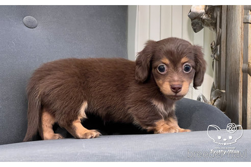 成約済の愛知県のミニチュアダックスフンド(ロングヘアード)-245071の9枚目