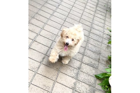 成約済の静岡県のミックス犬-237615の3枚目