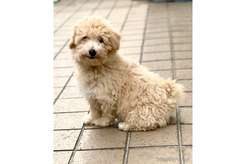 成約済の静岡県のミックス犬-237615の2枚目