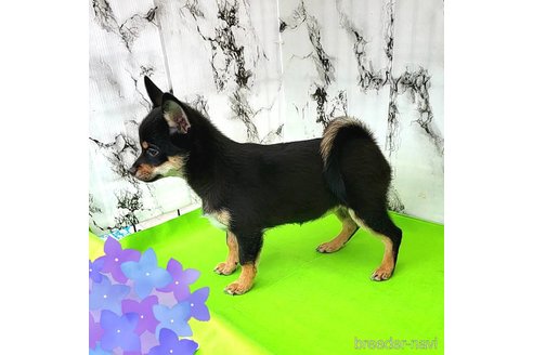 成約済の茨城県のミックス犬-237823の5枚目