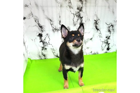 成約済の茨城県のミックス犬-237823の3枚目