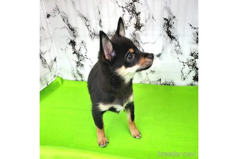 成約済の茨城県のミックス犬-237823の4枚目