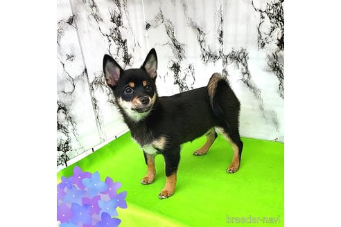 成約済の茨城県のミックス犬-237823の1枚目