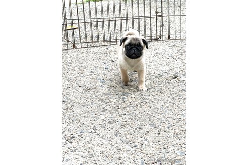 成約済の京都府のパグ-243619の6枚目