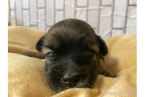 販売中の岡山県のミックス犬-244084