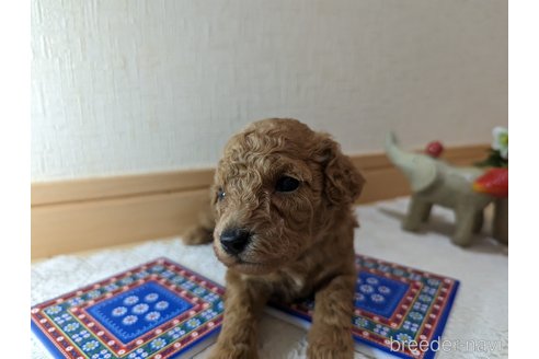 成約済の広島県のトイプードル-245285の125枚目