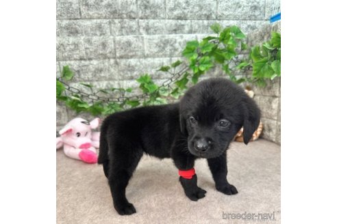 成約済の愛知県のラブラドールレトリーバー-245293の2枚目