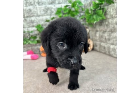 成約済の愛知県のラブラドールレトリーバー-245293の1枚目