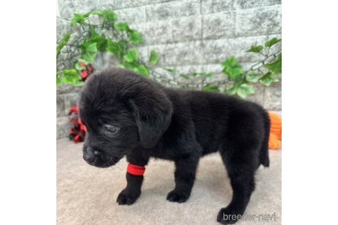 成約済の愛知県のラブラドールレトリーバー-245293の4枚目