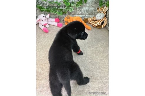 成約済の愛知県のラブラドールレトリーバー-245293の5枚目