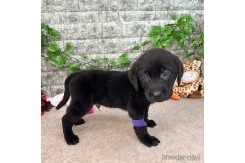 成約済の愛知県のラブラドールレトリーバー-245294の2枚目