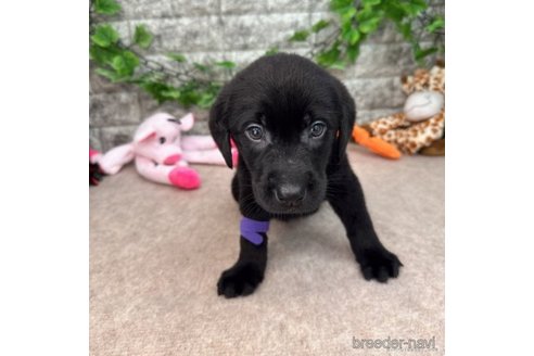 成約済の愛知県のラブラドールレトリーバー-245294の1枚目