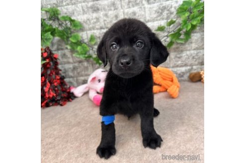 成約済の愛知県のラブラドールレトリーバー-245295