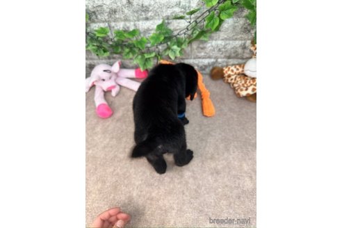 成約済の愛知県のラブラドールレトリーバー-245295の5枚目