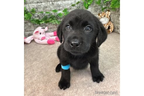 成約済の愛知県のラブラドールレトリーバー-245296の2枚目