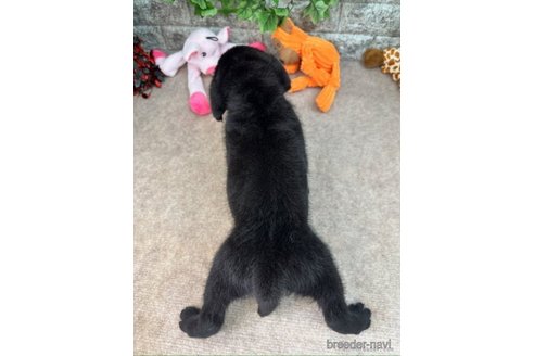 成約済の愛知県のラブラドールレトリーバー-245296の4枚目