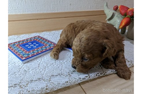 成約済の広島県のタイニープードル-245298の60枚目