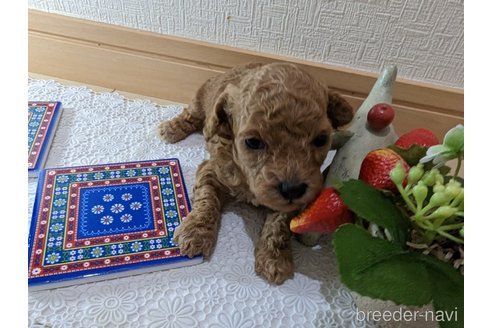 成約済の広島県のタイニープードル-245299の81枚目
