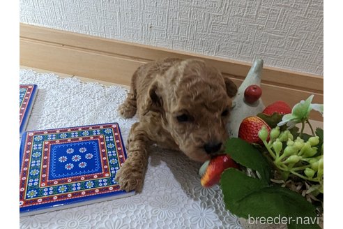成約済の広島県のタイニープードル-245299の82枚目