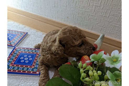 成約済の広島県のタイニープードル-245299の79枚目