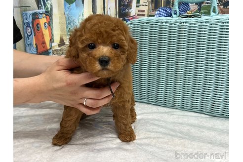 成約済の広島県のトイプードル-239830の1枚目